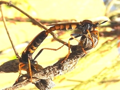 Ospriocerus tequilae