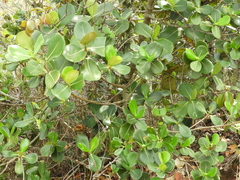 Clusia multiflora