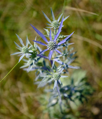 Eryngium amethystinum