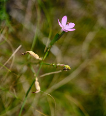 Dianthus deltoides