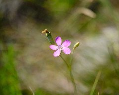 Dianthus deltoides