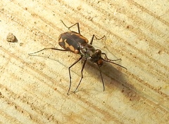 Cicindela hydrophoba