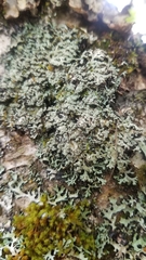 Heterodermia neglecta