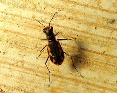 Cicindela hydrophoba