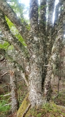 Heterodermia neglecta