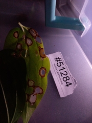 Phyllosticta subeffusa