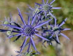 Eryngium amethystinum