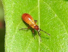 Oncopeltus guttaloides