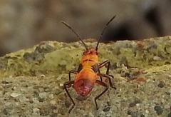 Oncopeltus guttaloides