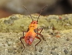 Oncopeltus guttaloides