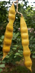 Millettia stuhlmannii