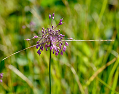 Allium carinatum pulchellum