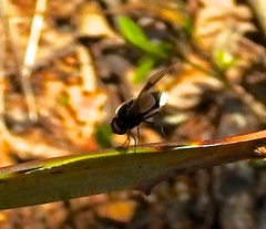 Ogcodocera leucoprocta