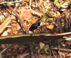 Ogcodocera leucoprocta