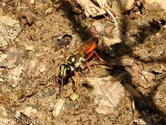 Sphex dorsalis