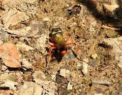 Sphex dorsalis