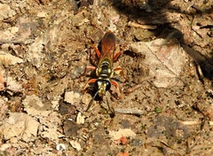 Sphex dorsalis