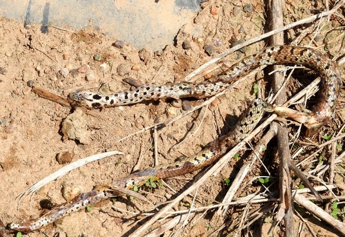 Leptodeira punctata