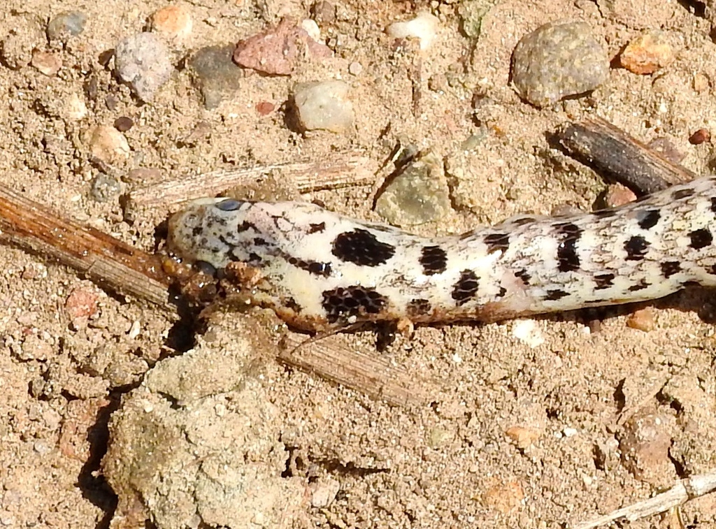 Western Cat-eyed Snake