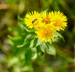 Pentanema spiraeifolium