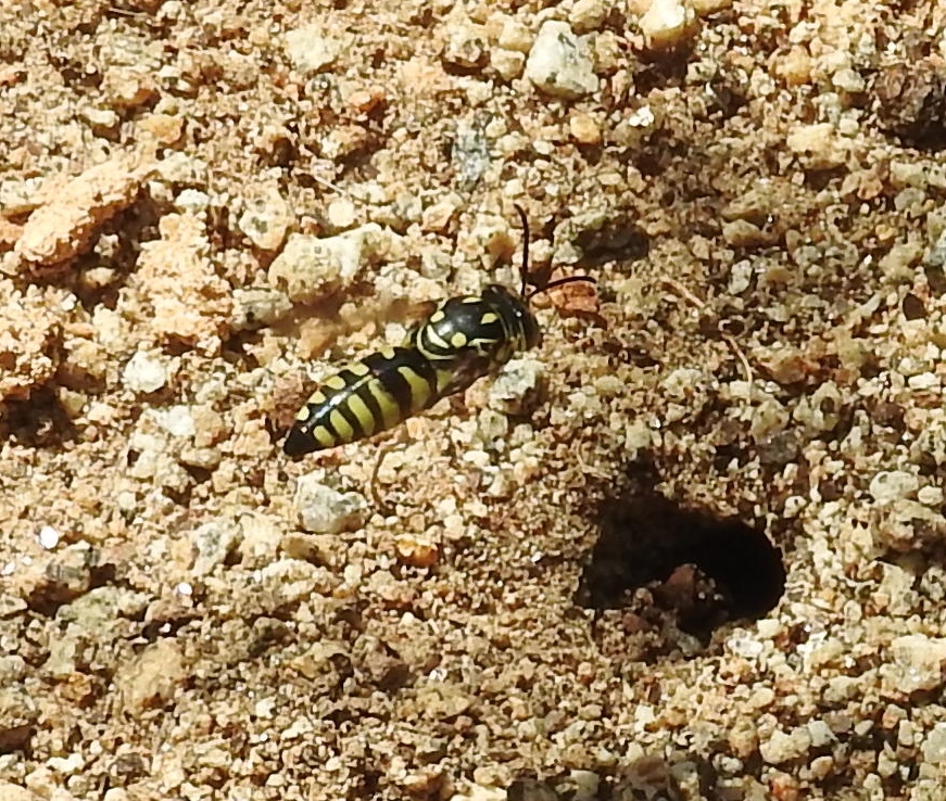 Bicyrtes viduatus