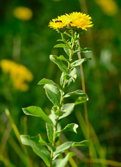Pentanema spiraeifolium