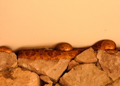 Trimorphodon paucimaculatus