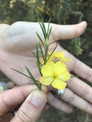 Talinum polygaloides