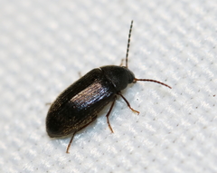Hymenorus
