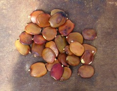 Millettia stuhlmannii