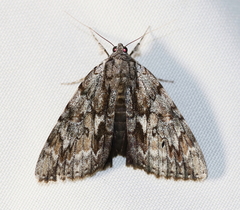 Catocala insolabilis