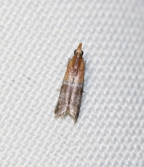 Moodna pallidostrinella
