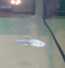 Danio rerio