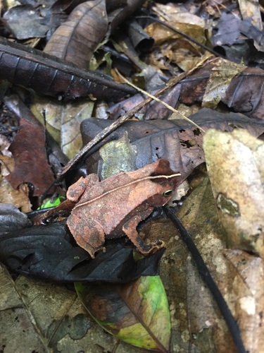 Rhinella alata