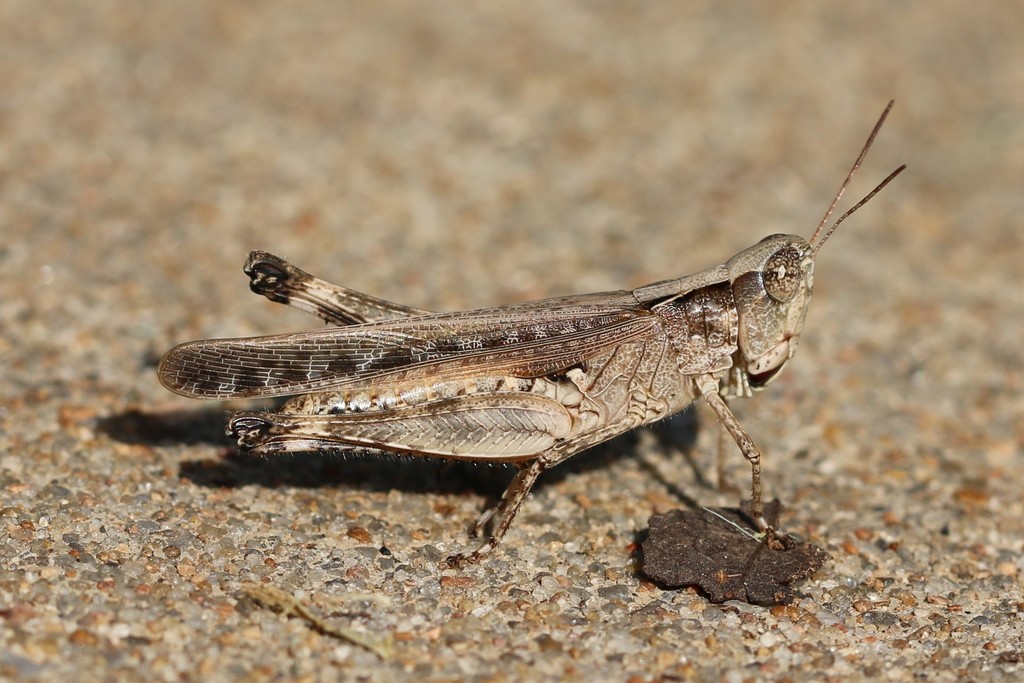 Spotted-winged Grasshopper