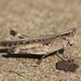 Spotted-winged Grasshopper - Photo (c) Alex Harman, some rights reserved (CC BY-NC), uploaded by Alex Harman