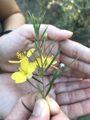 Talinum polygaloides