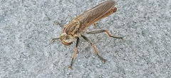 Cophinopoda