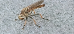 Cophinopoda