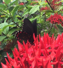 Parides montezuma