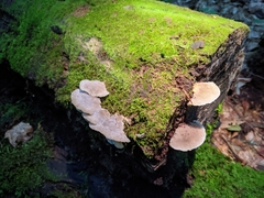 Tyromyces galactinus