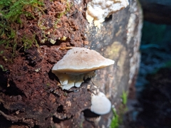 Tyromyces galactinus