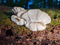 Tyromyces galactinus
