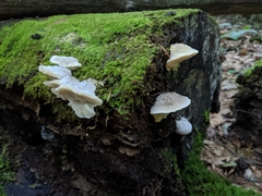 Tyromyces galactinus