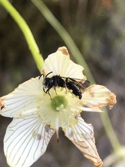 Cnemidandrena