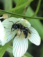 Andrena parnassiae