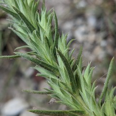 Liatris glandulosa