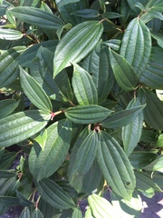 Viburnum davidii