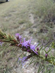 Liatris glandulosa