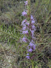 Liatris glandulosa